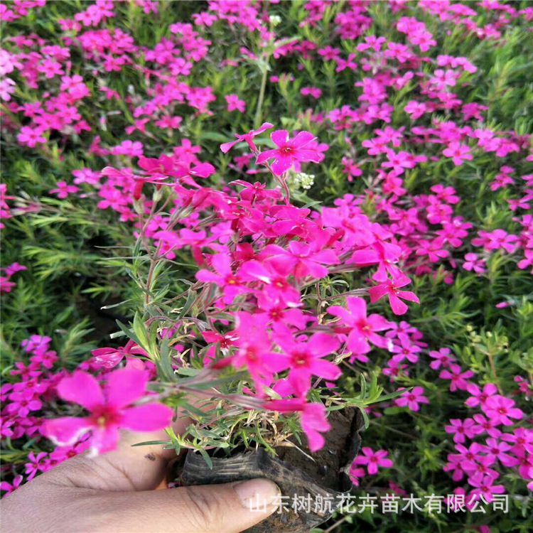 福禄考芝樱山东青州基地花海设计厂家直销宿根盆栽
