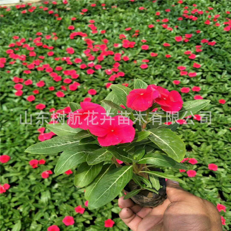 长春花天天开营养杯山东青州时令节日草花批发价格基地绿化工程花