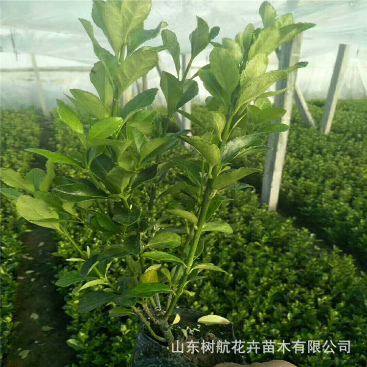 绿化苗木冬青大叶黄杨基地直销工程小苗地载营养钵大量批发