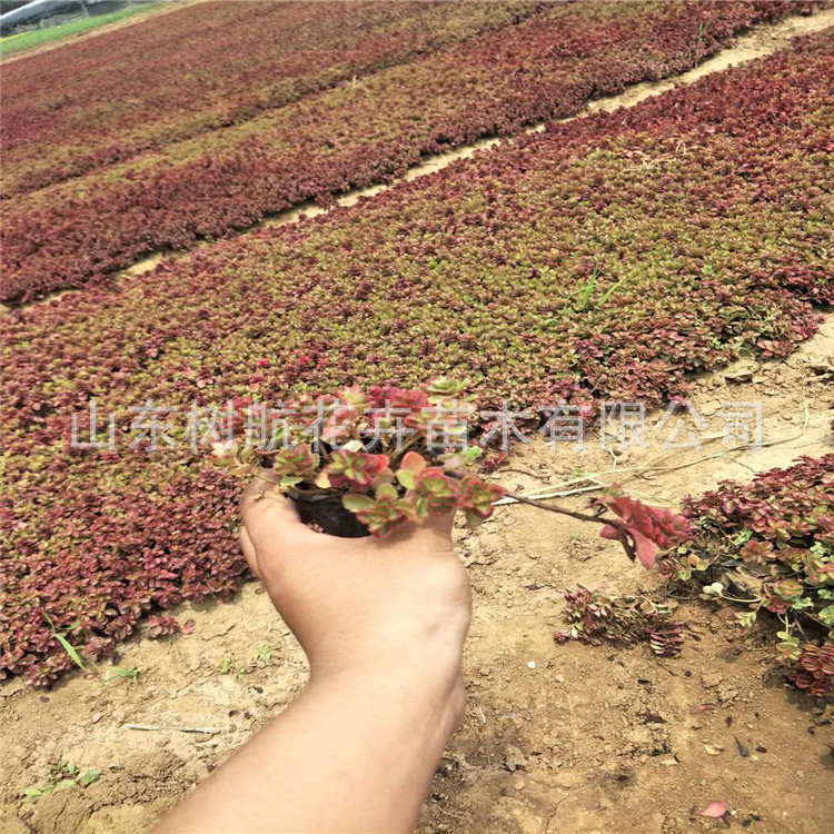 红景天批发基地直销红景天宿根花卉景天价格山东青州绿化苗木价格