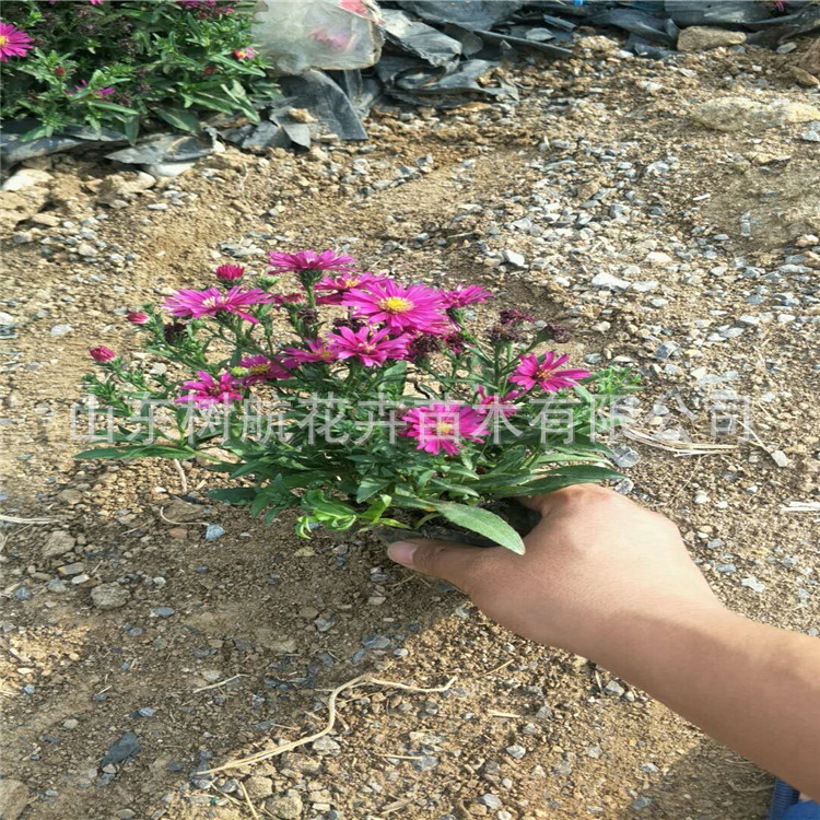 荷兰菊（青州基地）山东潍坊直销宿根盆栽荷兰菊价格绿化工程草花
