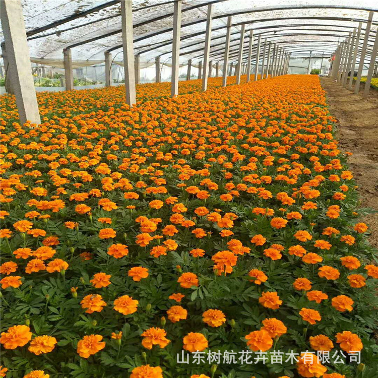 时令草花孔雀草批发直销青州基地橘红色黄色节日花坛租摆草花绿化