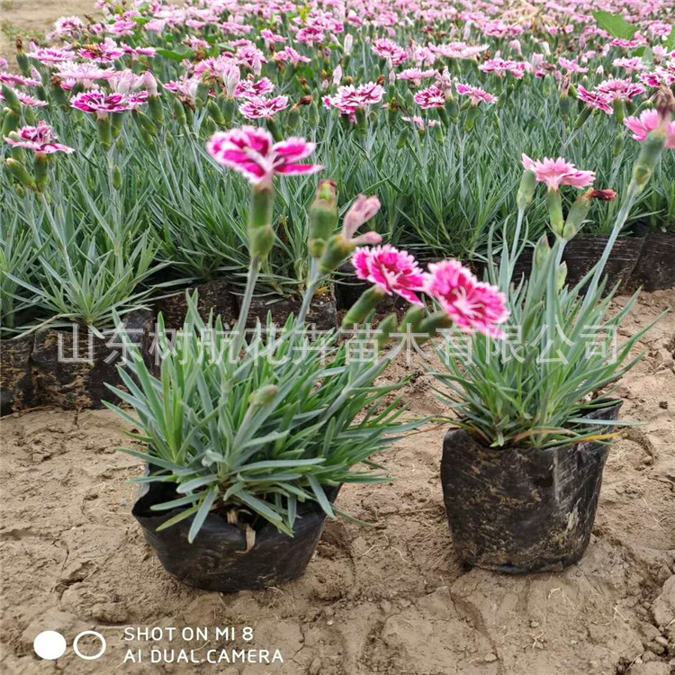 彩虹石竹草坪花基地花期300天花海设计盆栽石竹价格