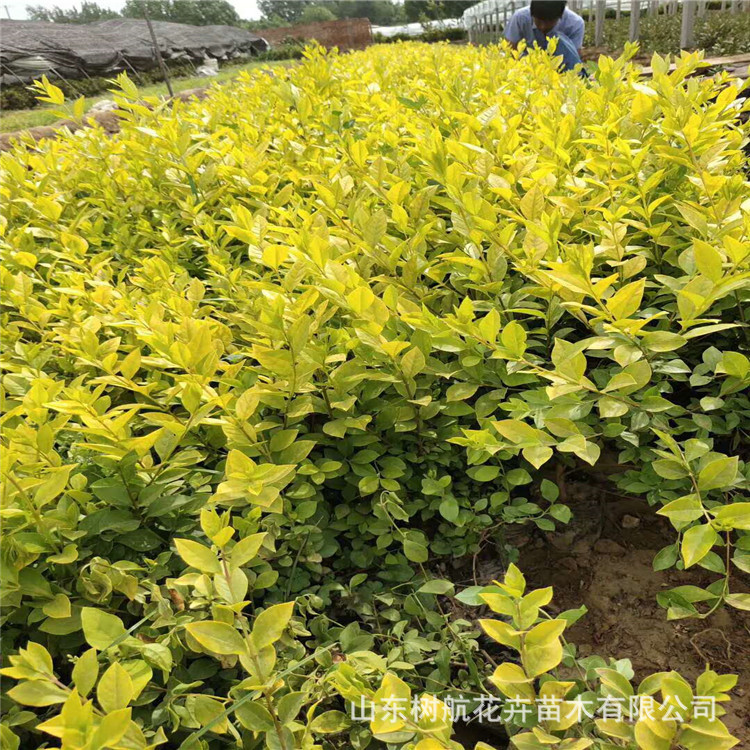 金叶女贞山东青州绿化苗木批发基地园林设计绿化小苗工程用苗直销