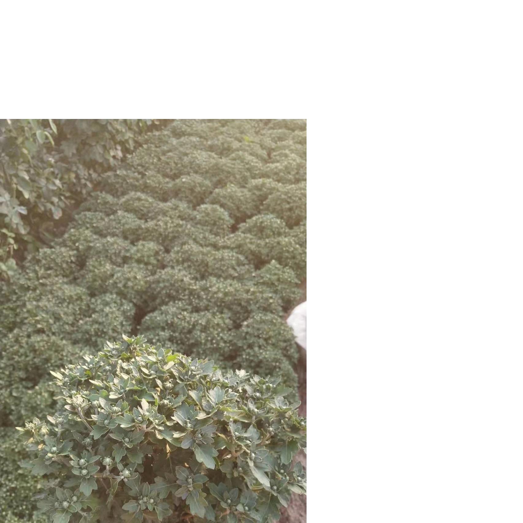 地被菊供应 地被菊种植 山东地被菊报价
