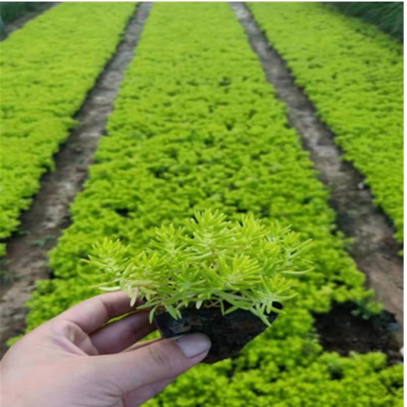 种植基地 佛甲草基地直销 火焰草基地