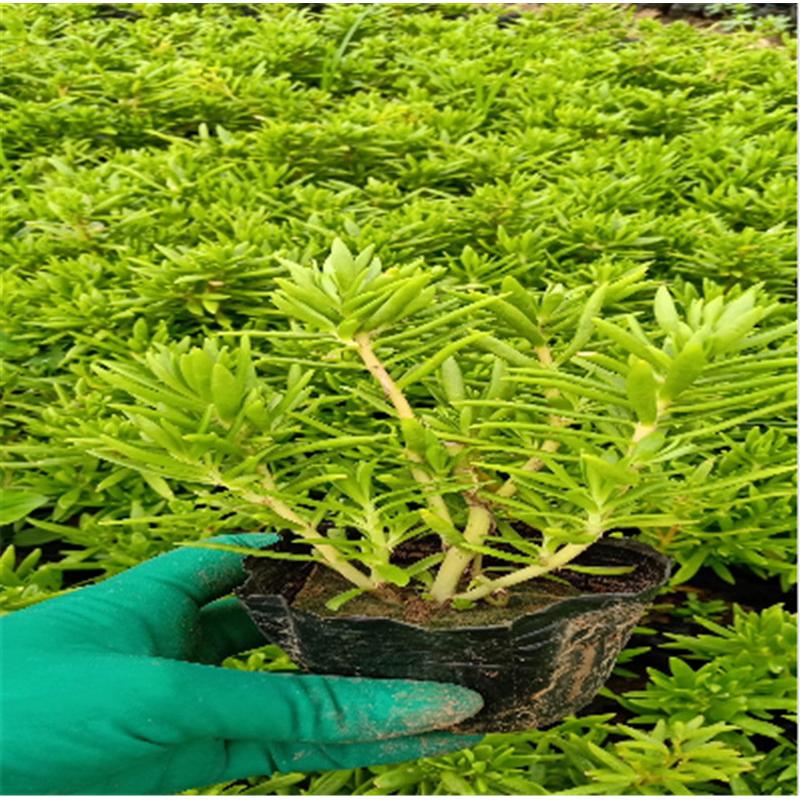 种植基地供应 金叶佛甲草  火焰草基地直销