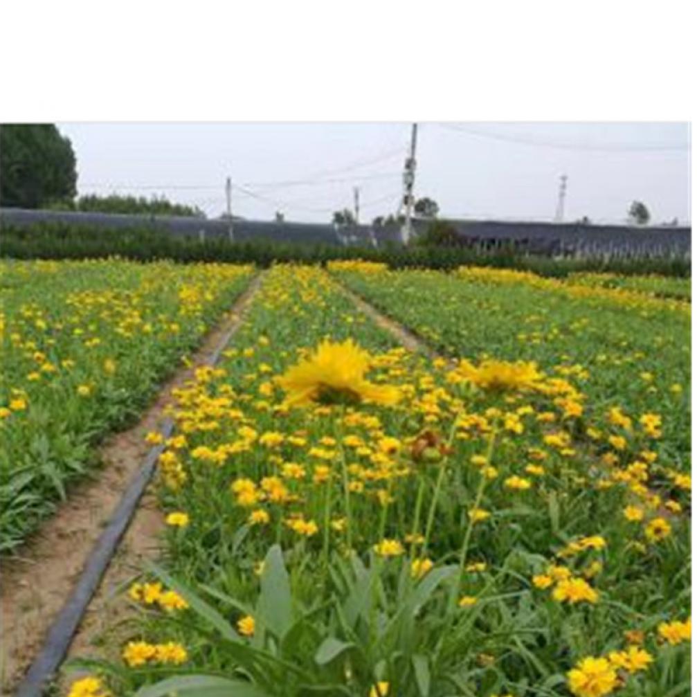 基地直发雪萝绿色荷兰菊种植基地 紫宛种植基地