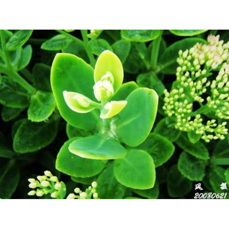 多色系八宝景天价格 对叶景天价格