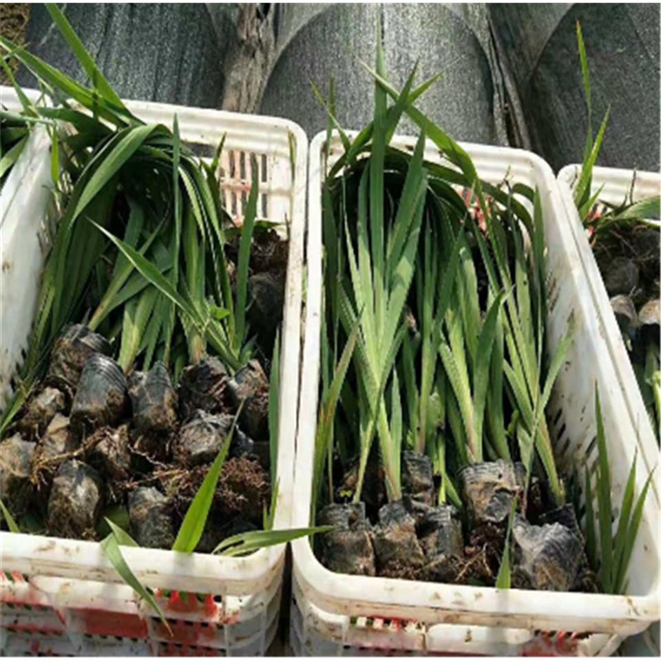 基地直发鸢尾  鸢尾种植基地 鸢尾花供货商
