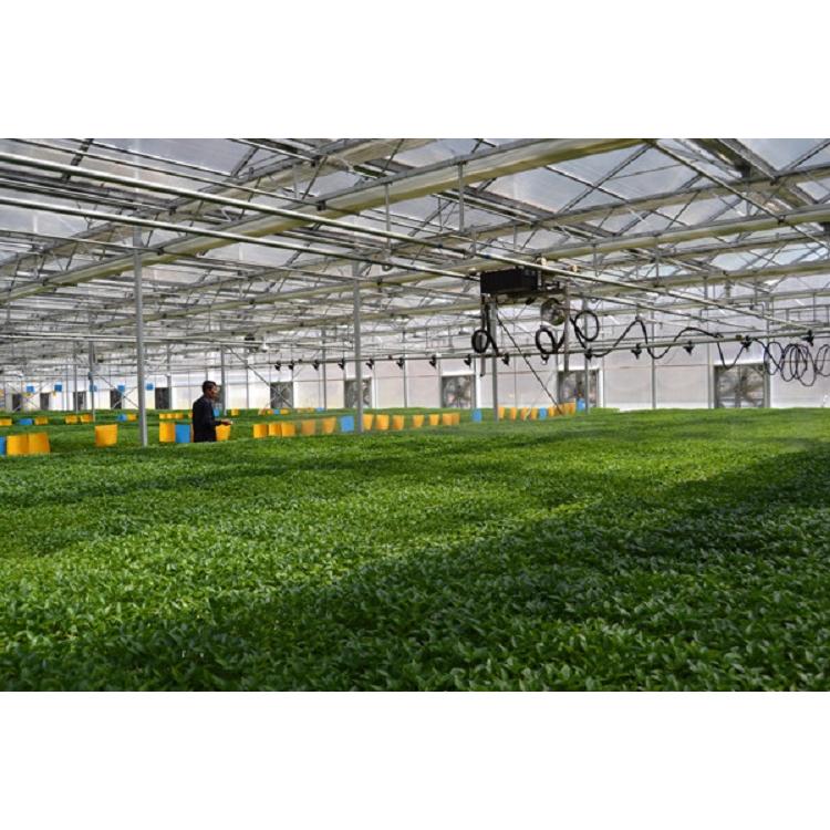 建造智能温室工程 智能连栋温室价格 智能温室大棚建造