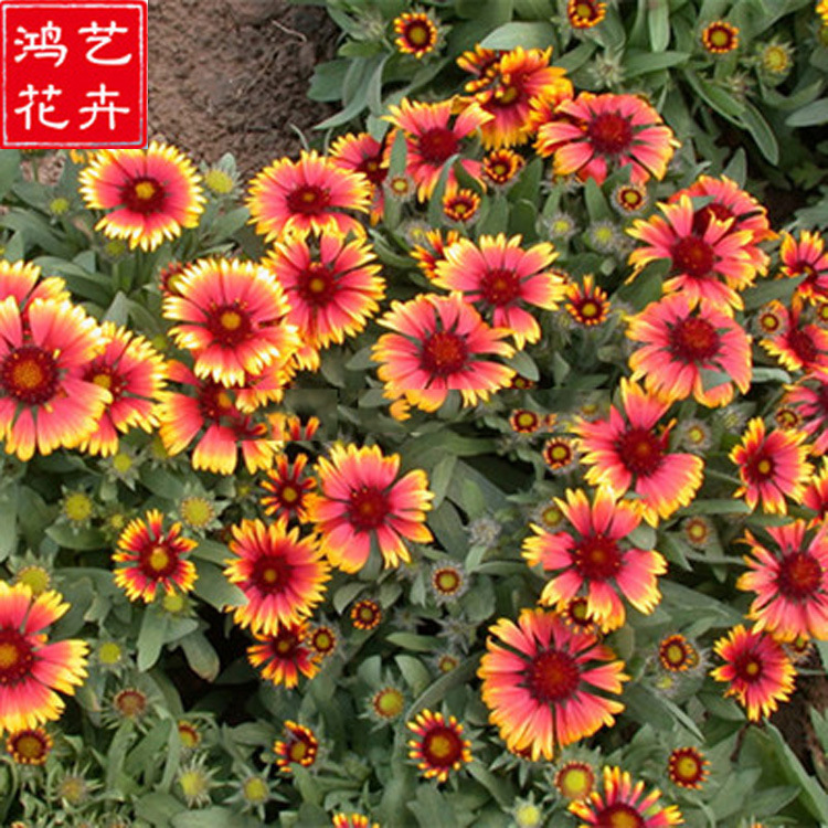 批发宿根天人菊 多年生地被草花天人菊 公园盆栽花坛天人菊批发