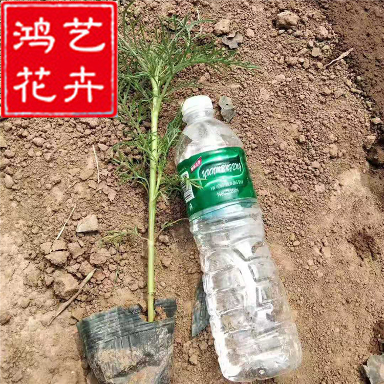 供应大量波斯菊 波斯菊杯苗质优价廉 供应地被草花秋英