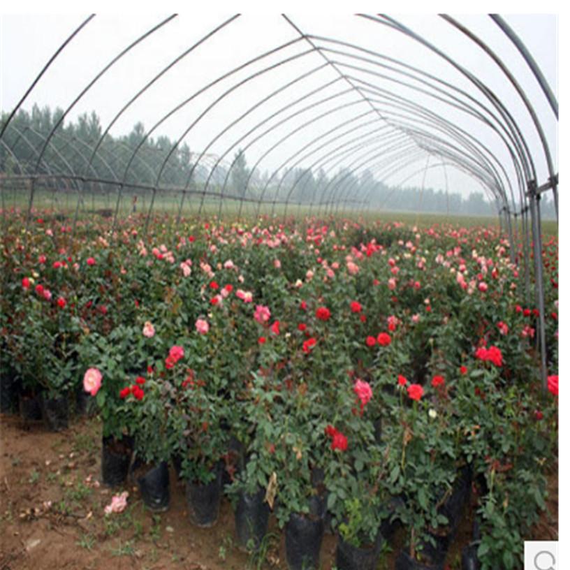 供应 月季 长春花批发价格 四季花批发