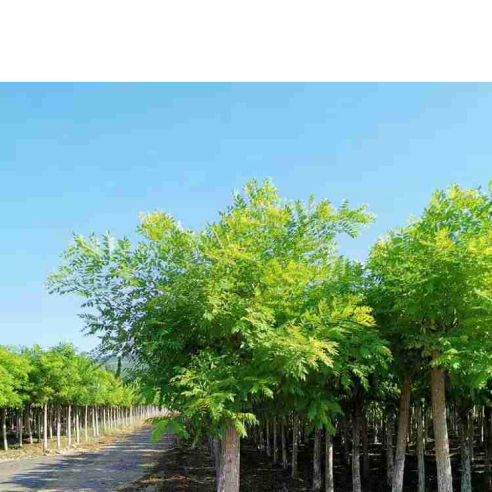 绿芸供应金枝国槐 黄金槐批发 金枝国槐价格