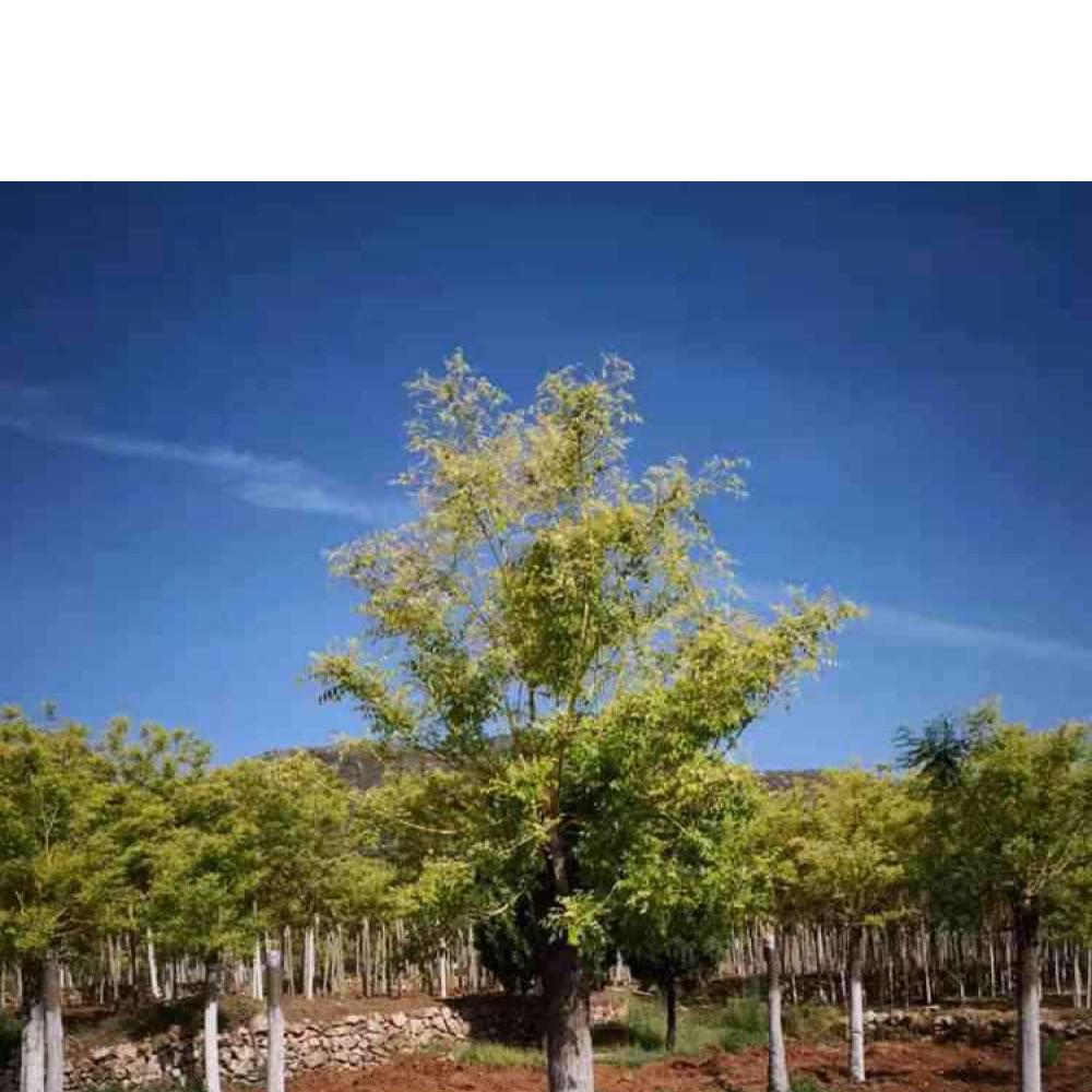 绿芸供应已嫁接的黄金槐 金枝槐基地
