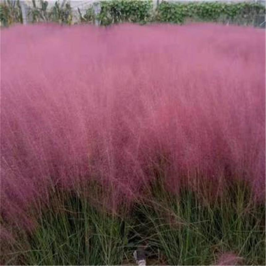 养眼哦 粉黛乱子草批发价格 粉黛乱子草种植基地