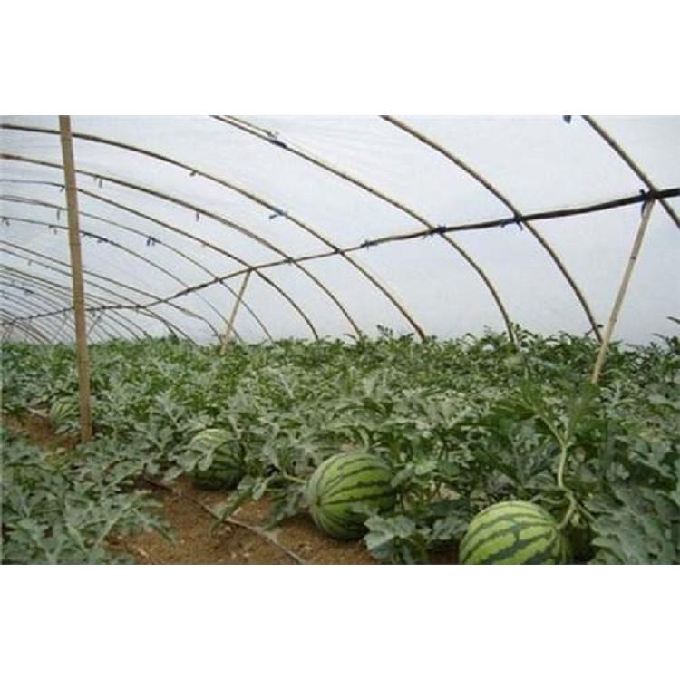 销售西瓜专用膜供货商 农用大棚膜批发价格