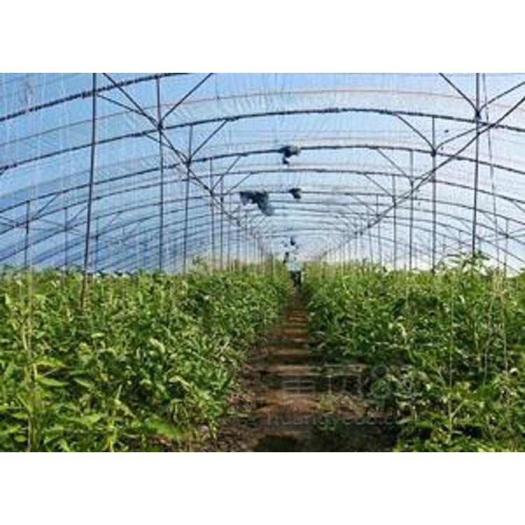 厂家大量供应西瓜专用膜  西瓜膜批发价格 值得你来