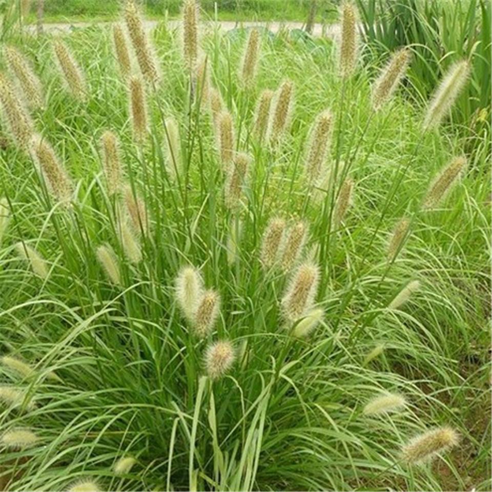 雪萝 大量供应 喜阳狼尾草 报价 狼尾草小苗价格 量大价优