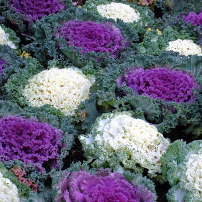 冷季草花 羽衣甘蓝 冬季耐寒花卉 青州草花宿根花卉基地