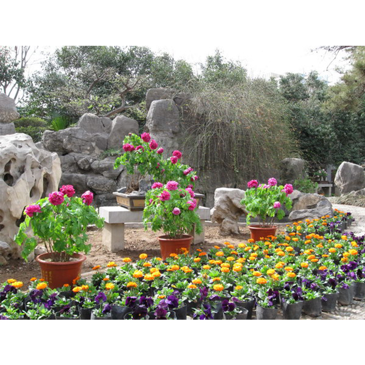 节日草花布置_会议会展鲜花绿植摆放_展台鲜花绿植布置