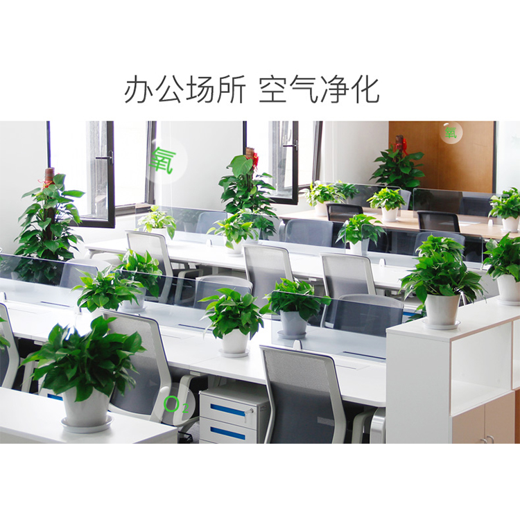 绿植租赁_植物租赁_花卉租摆_绿植租摆_绿植后期养护服务