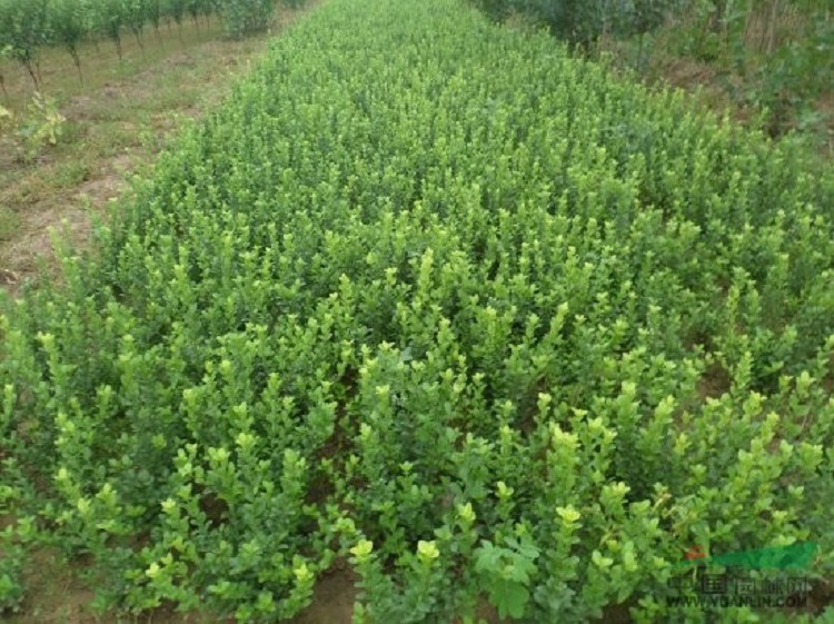山东卫矛大量供应 宏胜卫矛种植基地