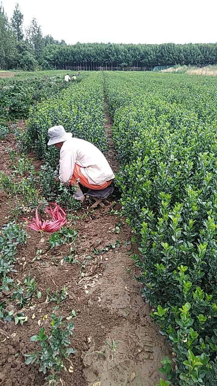 大叶黄杨基地_批发_报价  冬青种植基地 各种绿化苗木