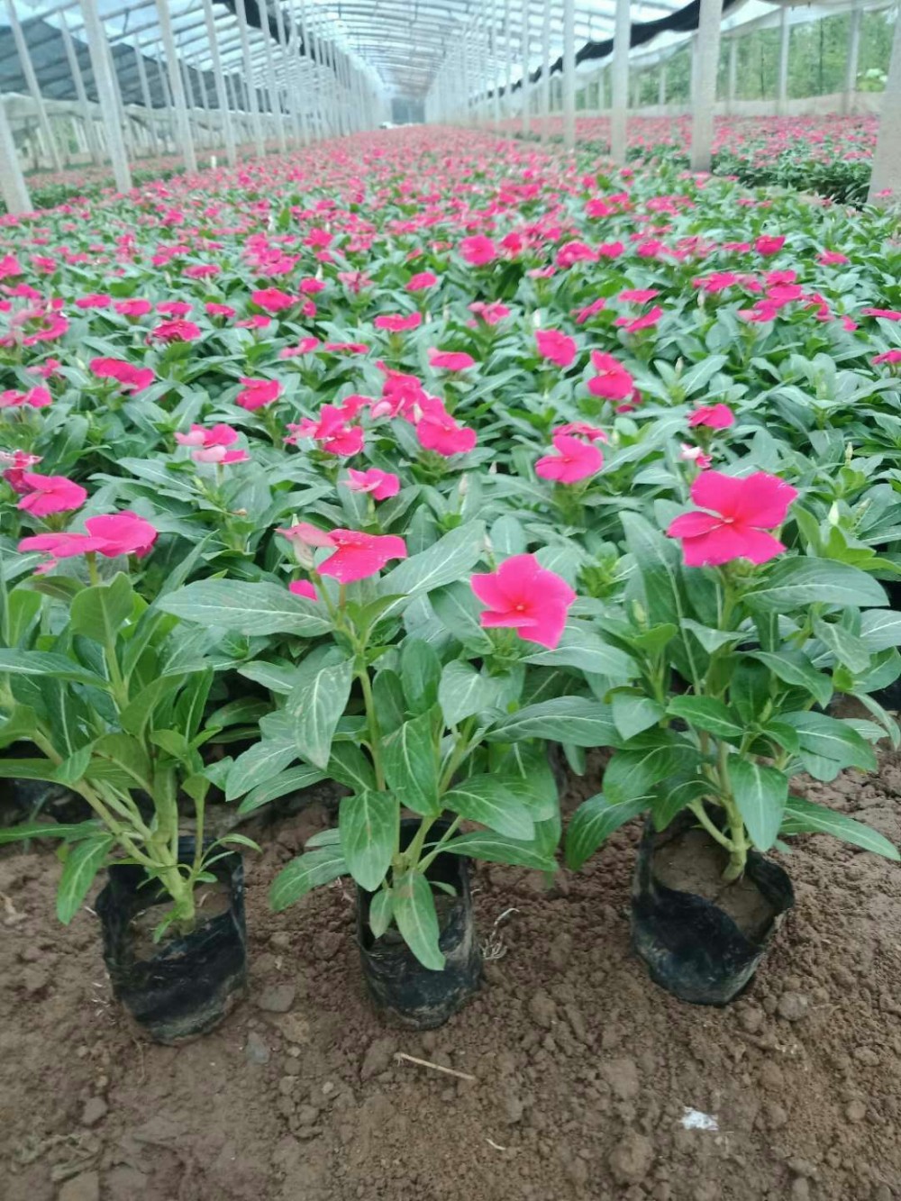 长春花天天开价格 山东天天开基地 各种时令草花批发 设计