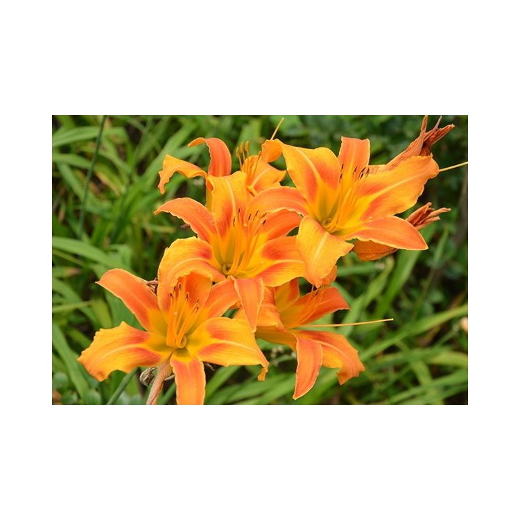青州市星硕花卉苗木有限公司 标志