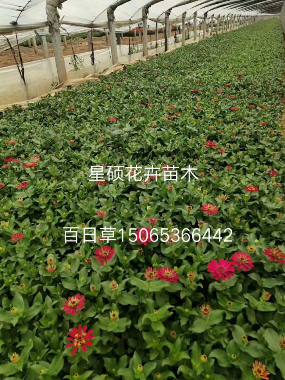 山东百日草种植基地—百日草价格批发—百日草小苗