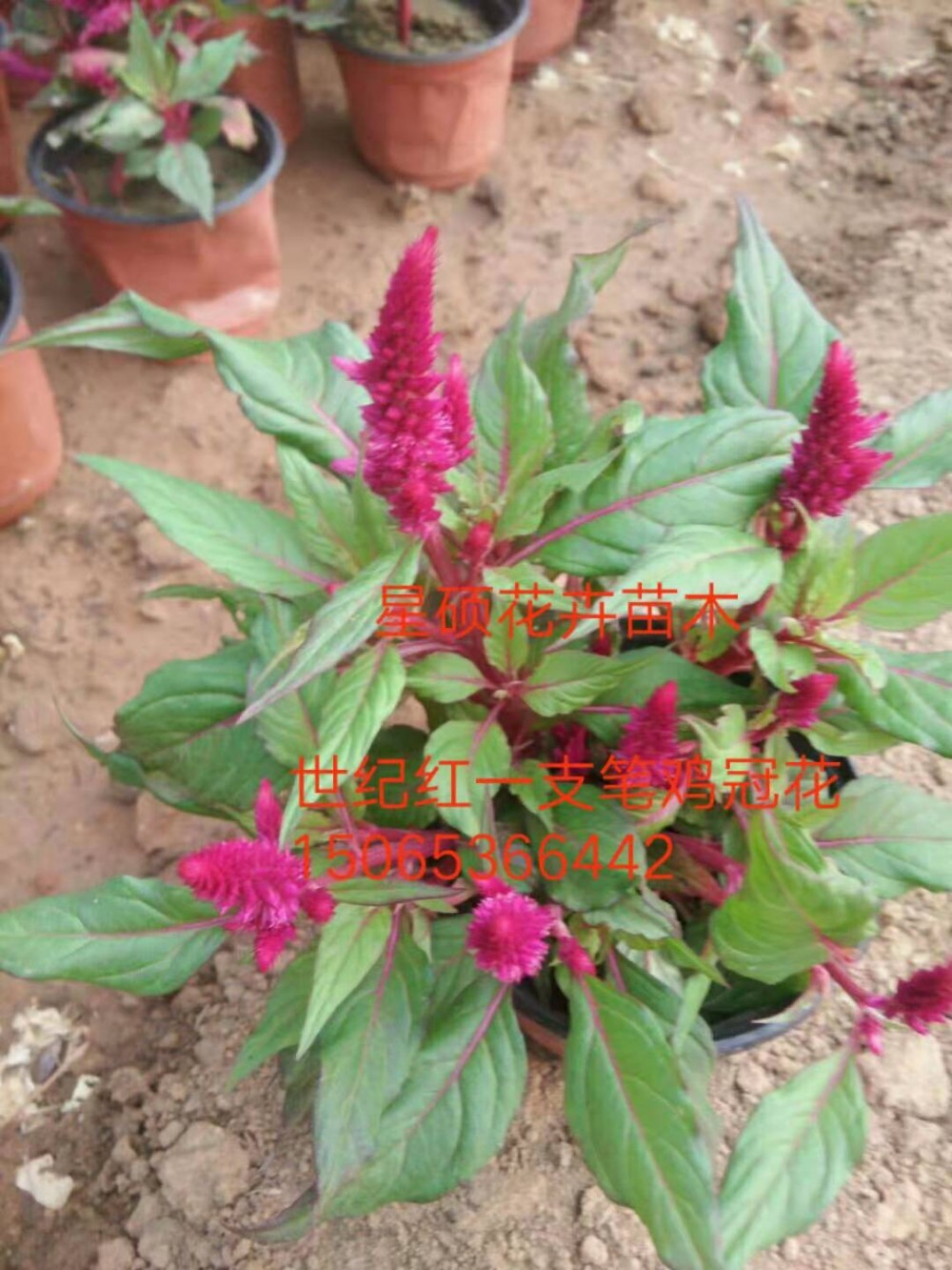 世纪红一支笔鸡冠花 世纪红批发价格 大量供应草花