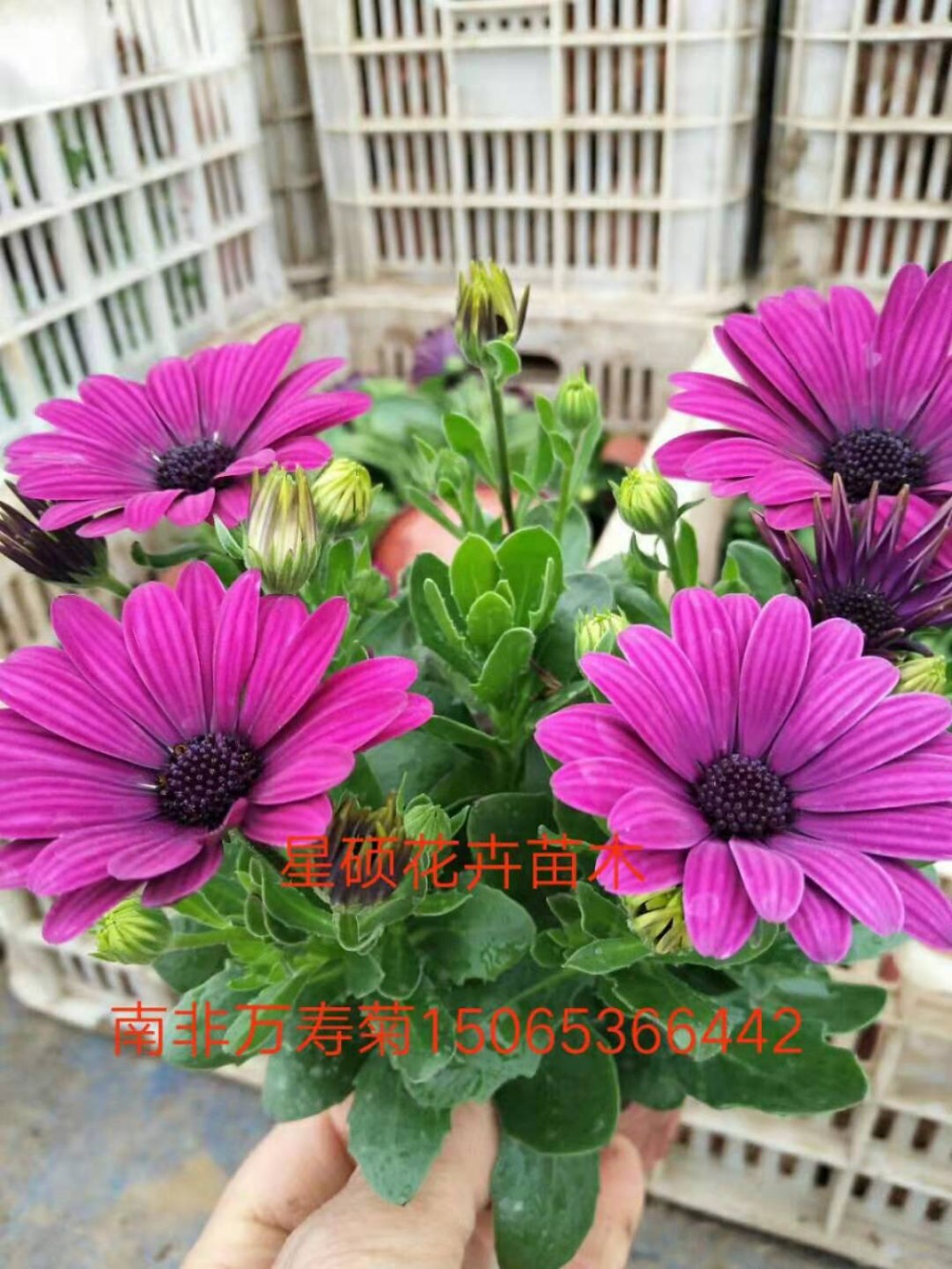 南非万寿菊价格 批发山东万寿菊种植基地多色万寿菊草花批发基地