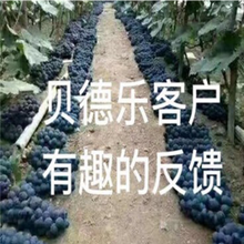 葡萄专用 有机水溶肥料 贝德乐果甜在嘴里价格美在心里