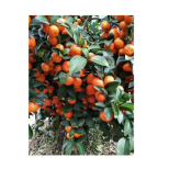柑橘专用肥料贝德乐冲施肥有机水溶肥料橙子粑粑柑专用