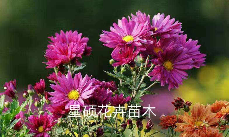 地被菊草花批发价格 地被菊种子价格 青州地被菊小苗价格
