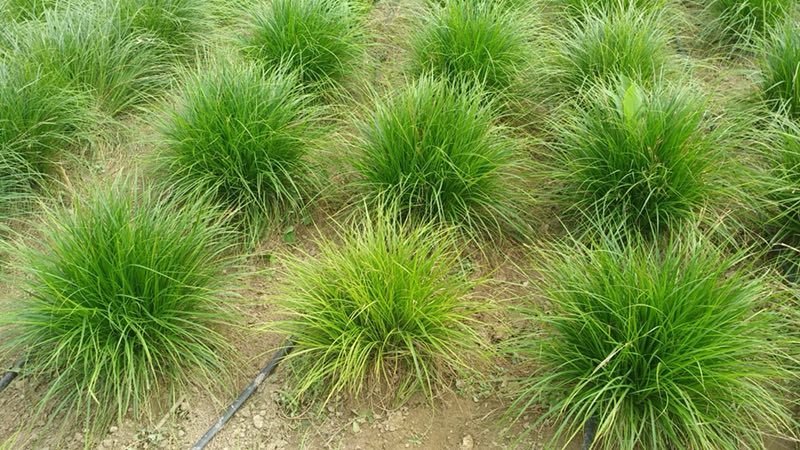 青绿苔草价格 崂峪青绿苔草价格 青绿苔草杯苗价格 观赏花批发