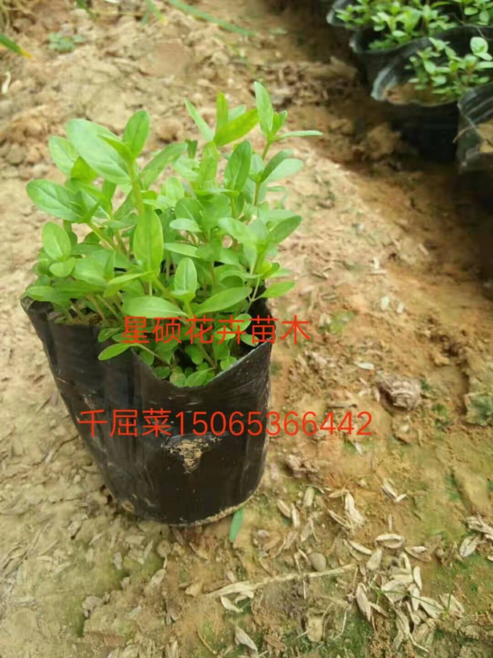 千屈菜价格批发 千屈菜营养杯价格 山东青州千屈菜价格