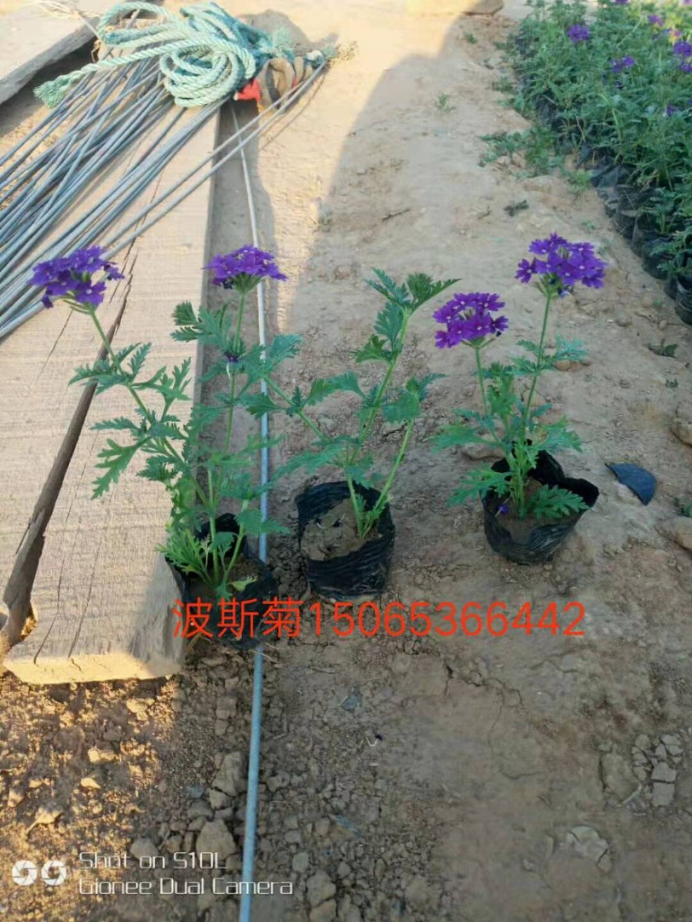 波斯菊价格 山东波斯菊种植基地 波斯菊杯苗种子一手供应