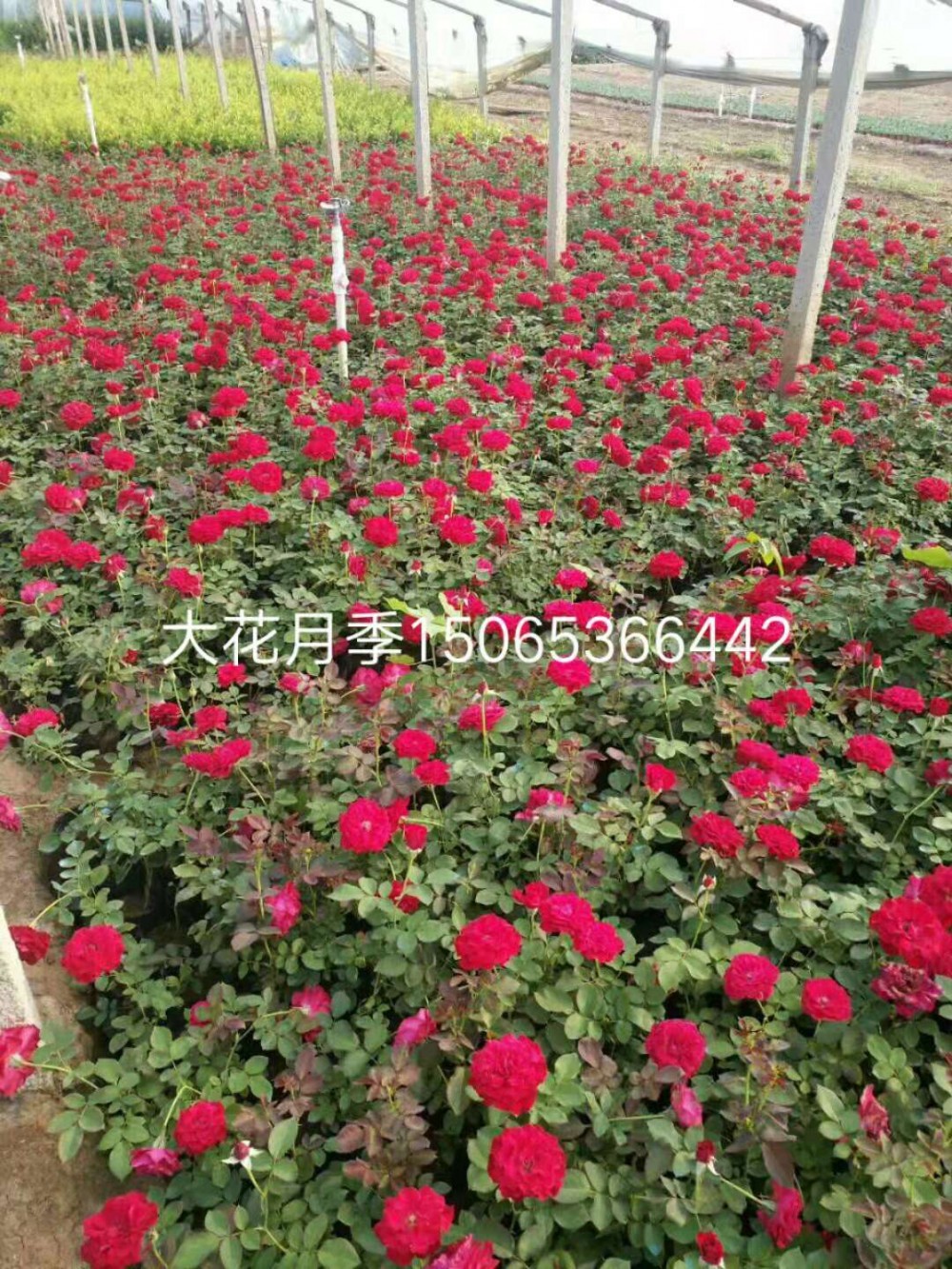大花月季价格 盆栽大花月季价格 品种月季 大红帽月季