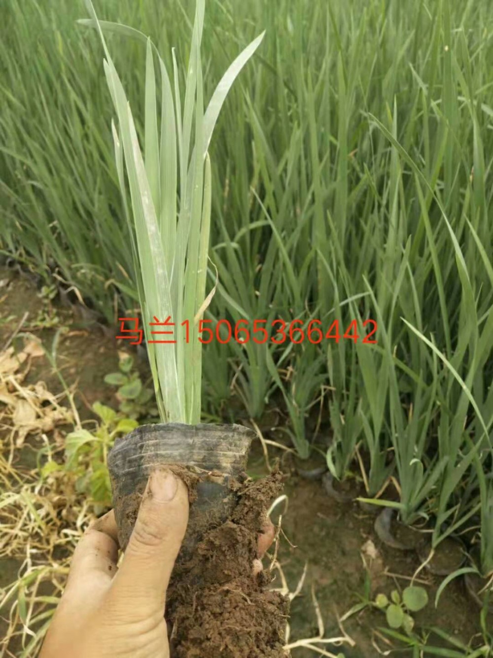 马兰花价格 山东青州马兰花基地 公园绿化草花 苗木