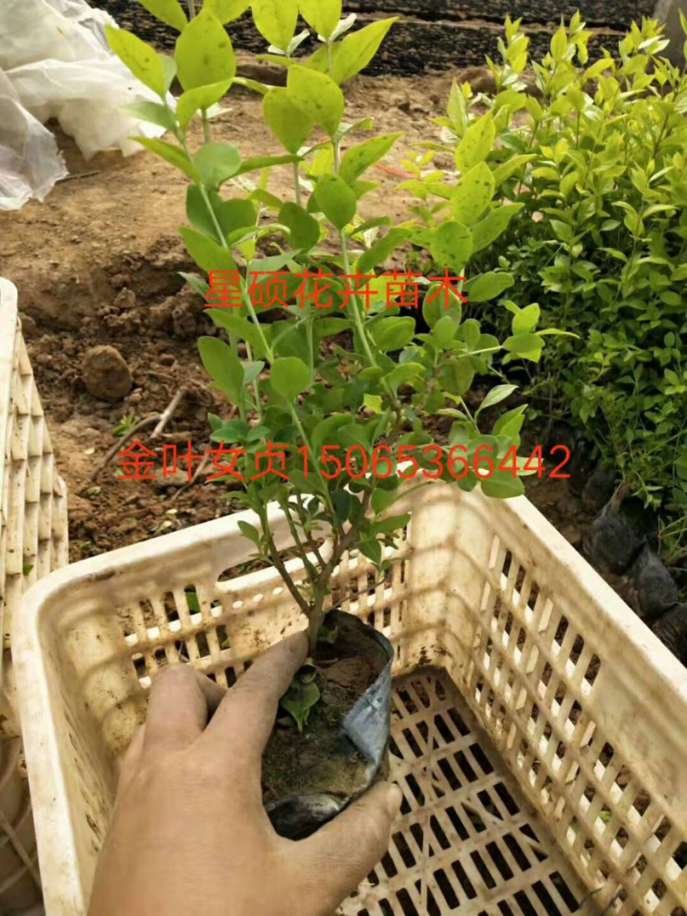 金叶女贞价格 金叶女贞盆栽地栽基地 金叶女贞小苗批发