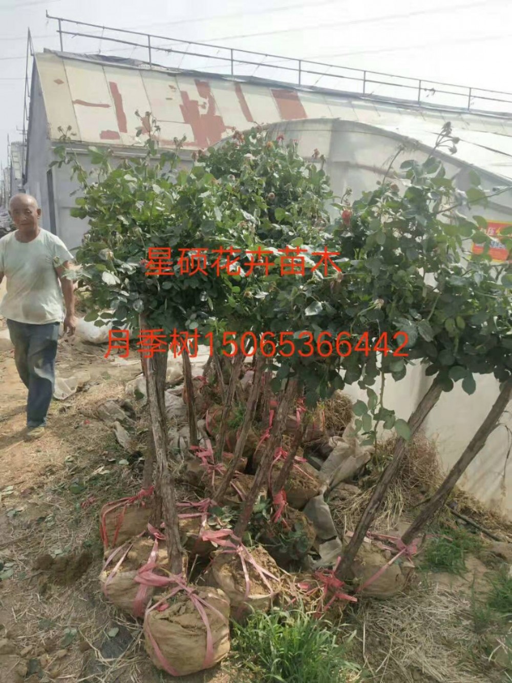 月季树价格 树状月季树 品种月季批发基地 月季盆景