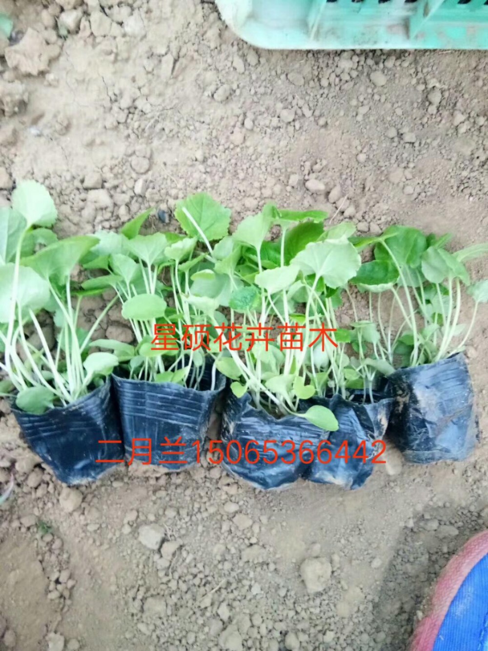 二月兰价格 二月兰种植基地 各种草花苗木绿化 花海设计租摆
