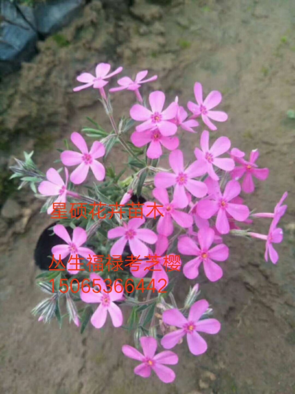 丛生福禄考芝樱价格 福禄考杯苗批发 福禄考花海设计