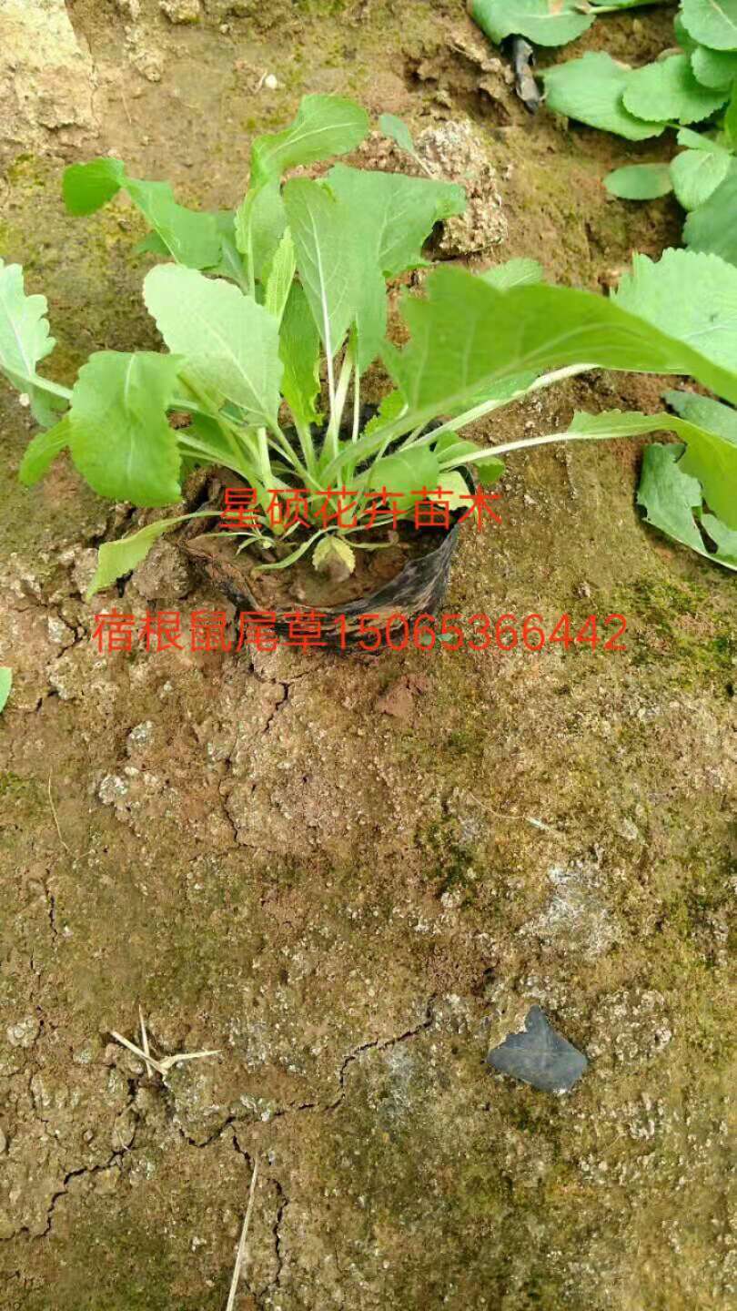 鼠尾草 山东鼠尾草小苗种植基地  粉黛乱子草 柳叶马鞭草批发