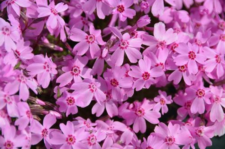 福禄考价格 山东芝樱种植基地 芝樱供应