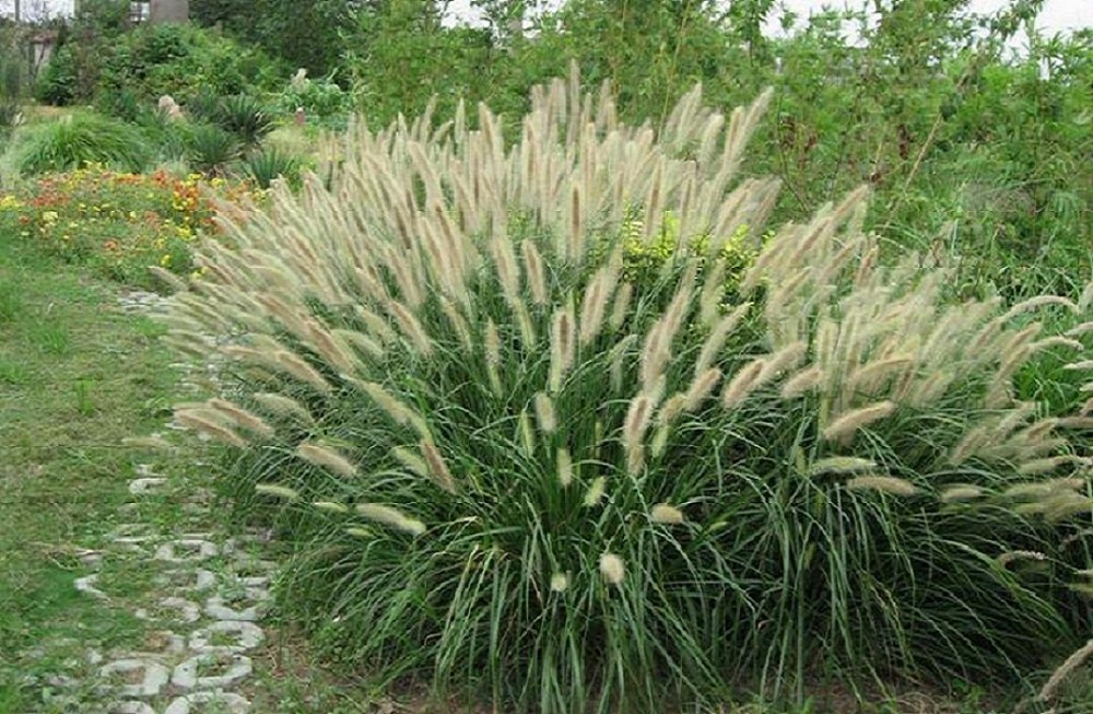 狼尾草价格  狼尾草种类 各种花卉苗木绿化批发 花海设计