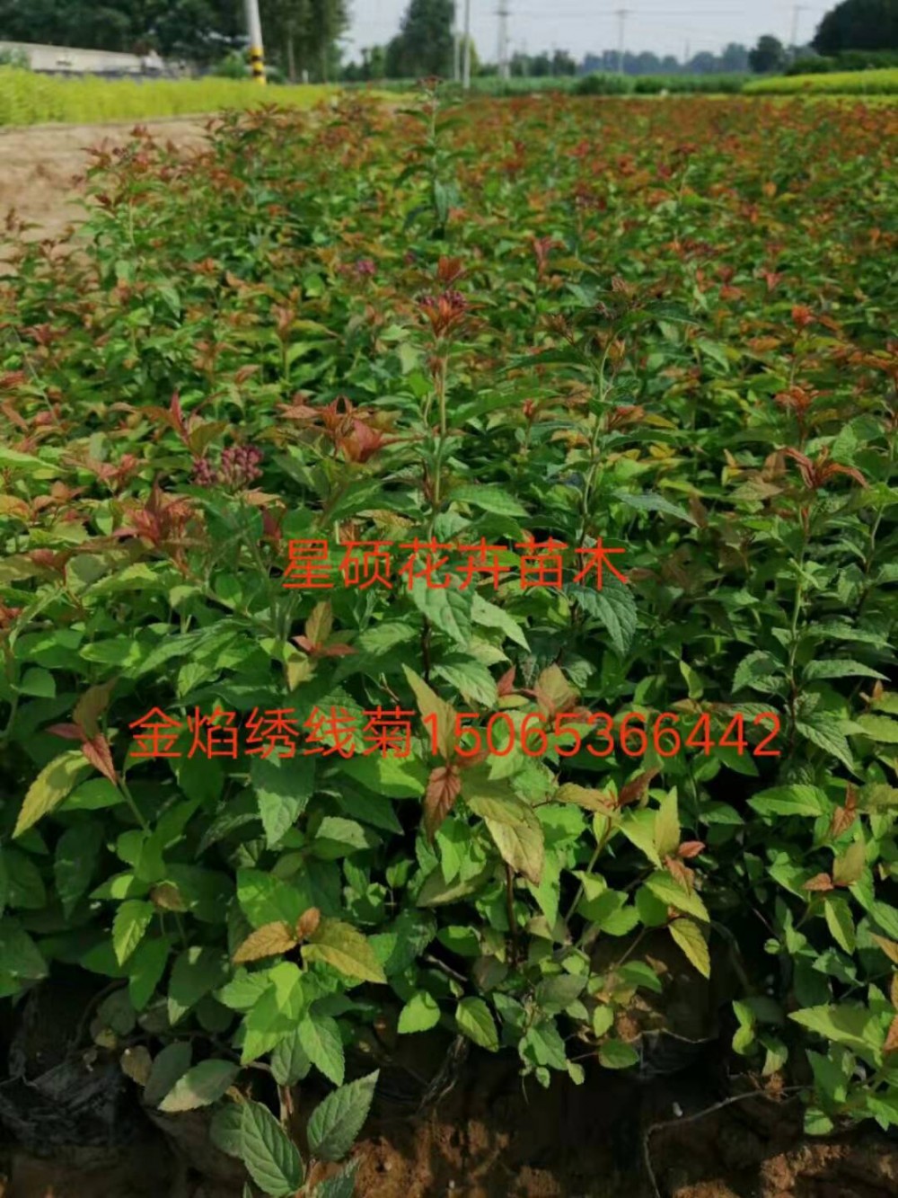 金焰绣线菊价格 绣线菊种植基地 各种草花苗木批发 花海设计